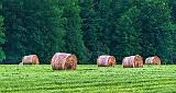 Bales In A Field_P1150794-6